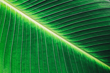 green leaf vein, tropical palm foliage texture, nature background