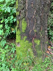 moss tree trunk