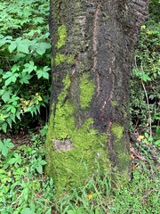 moss tree trunk in wild with hole