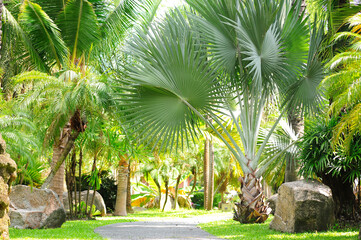 palm trees in the garden