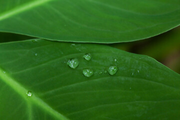 dew on leaf