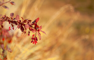 A branch of Thunberg barberry with rounded leaves and ripe berries, some of which are damaged by...