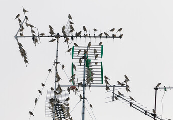 Uccellini sulle antenne