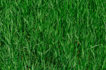 Fresh green grass in sunny day. Natural background