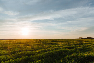 Obraz premium Summer landscape with sky and green herb