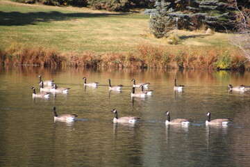 Geese On The Water, William Hawrelak Park, Edmonton, Alberta