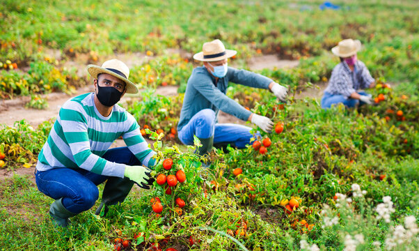 Group Of Farmworkers In Protective Face Masks Checking Diseased Tomatoes Damaged By Pests On Field. Concept Of Respiratory Infection Prevention