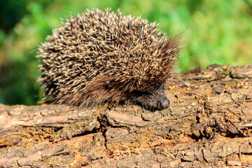 Young European hedgehog (Erinaceus europaeus) on a log