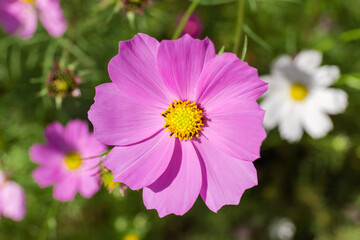 Purple cosmos flower on flower bed close-up