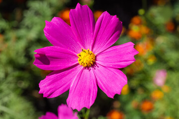 Obraz premium Pink cosmos flower on flower bed close-up