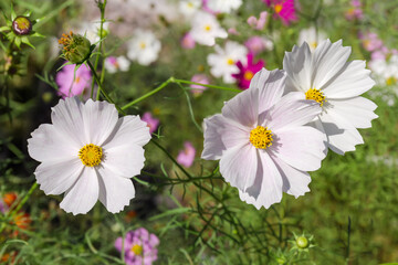White cosmos flowers on flower bed in selective focus