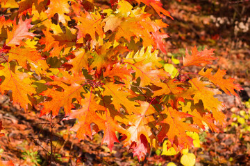 Northern oak branch with leaves turned red in autumn