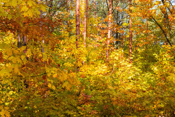 Fototapeta premium Fragment of the autumn forest in sunny day