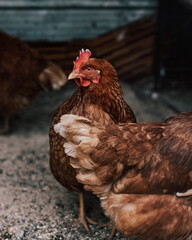Gallinas felices. 
Las aves están criadas bajo un sistema, una forma en la que viven libres, en pastoreo y sin estrés.