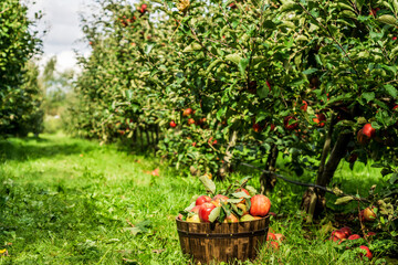 healthy organic apples in brown basket on green grass on farm.
