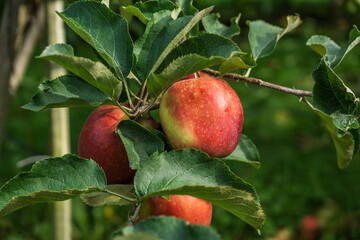 Red apples on a branch of apple tree with green leaves.