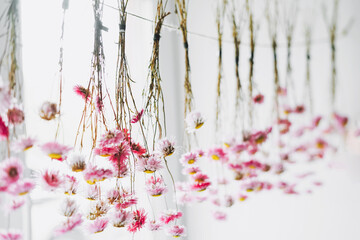 Fototapeta Pink flowers dry on rope near window, the natural background obraz