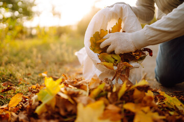 Close up of a male hand volunteer collects and grabs a small pile of yellow red fallen leaves in...