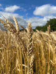 Fototapeta premium field of wheat
