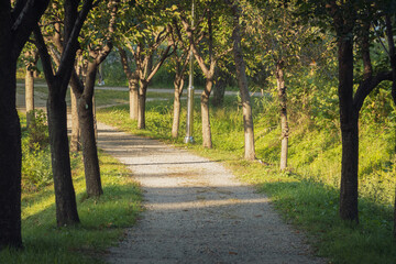 Naklejka premium Walkway Lane Path With Green Trees in Forest.
