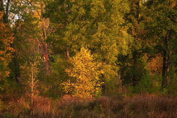 Fototapeta premium Autumn scene in the woods