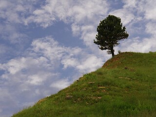 Obraz premium Young tree growing on a slope along the road at Custer State Park, South Dakota.