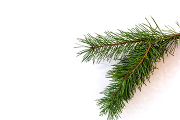 pine branch, isolate, design element for christmas