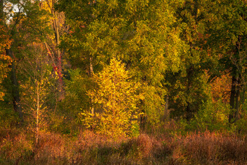 Fototapeta premium Autumn scene in the woods