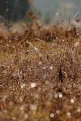 Drops of dew on dry grass on meadow. Drops dew on grass at sunrise. Sunny light on sunrise in meadow.