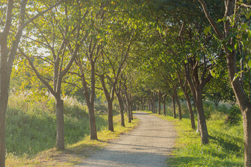 Naklejka premium Walkway Lane Path With Green Trees in Forest.