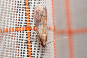 Indianmeal moth, Plodia interpunctella, posed on a fabric curtain