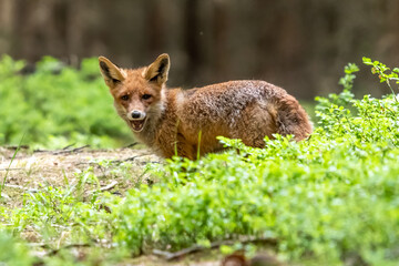 Naklejka na ściany i meble Red Fox. The species has a long history of association with humans.The red fox is one of the most important furbearing animals harvested for the fur trade. Largest of the true foxes