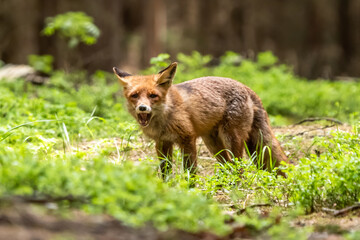 Naklejka na ściany i meble Red Fox. The species has a long history of association with humans.The red fox is one of the most important furbearing animals harvested for the fur trade. Largest of the true foxes