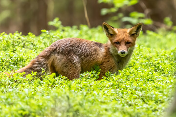 Red Fox. The species has a long history of association with humans.The red fox is one of the most important furbearing animals harvested for the fur trade. Largest of the true foxes