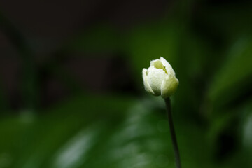 spring flowers in ukraine