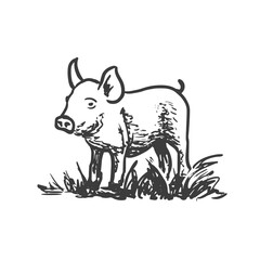 Piglet, little pig. Vector hand drawn sketch style illustration.