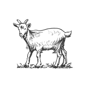 Goat Drawing HighQuality  Drawing Skill
