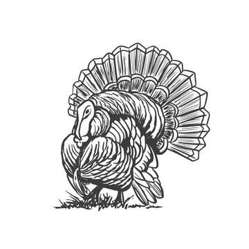 Turkey or turkeycock, gobbler. Vector hand drawn sketch style illustration.