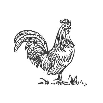Rooster, dorking cock. Vector hand drawn sketch style illustration.