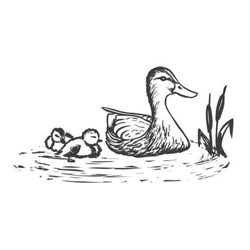 Premium AI Image | Pencil sketch cute baby duck drawing picture AI Generated