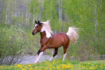 Pinto Arabian Horse running on spring meadow of yellow flowers.