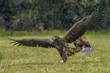 White Tailed Eagle (Haliaeetus albicilla) in flight. Also known as the ern, erne, gray eagle, Eurasian sea eagle and white-tailed sea-eagle. Wings Spread. Poland, Europe. Birds of prey.