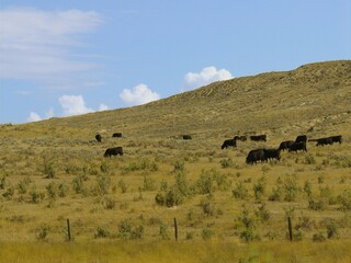 Fototapeta na wymiar Late afternoon mountainside scene with a few cows grazing in Wyoming.