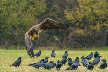 White Tailed Eagle (Haliaeetus albicilla) in flight. Also known as the ern, erne, gray eagle, Eurasian sea eagle and white-tailed sea-eagle. Wings Spread. Poland, Europe. Birds of prey.