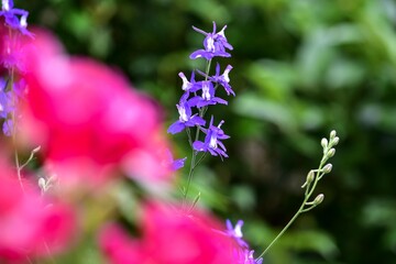 花の形が燕の飛ぶ姿に似ていることから名付けられたヒエンソウ（飛燕草）