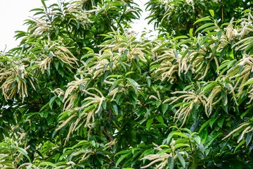 焼くと美味しく食べられる栗の花がこんなに細長かったってご存知でしたか？