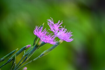 同じカワラナデシコもピンクの花柄はおしゃれで明るい感じがします