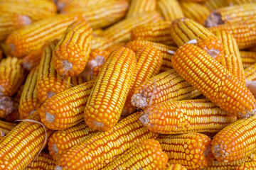 Corn or Maize for processing into fodder.