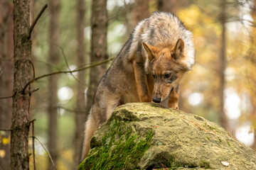 Lone wolf running in autumn forest Czech Republic