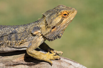 Central Bearded Dragon basking on a log